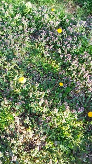 VID_20260401_164257.mp4