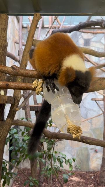 7 апреля самке рыжего вари Эйрене исполнилось 30 лет.