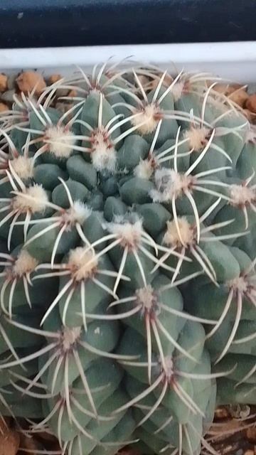 Кактусные весенние новости