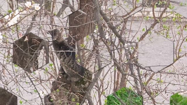 Моё кошачье дерево)
