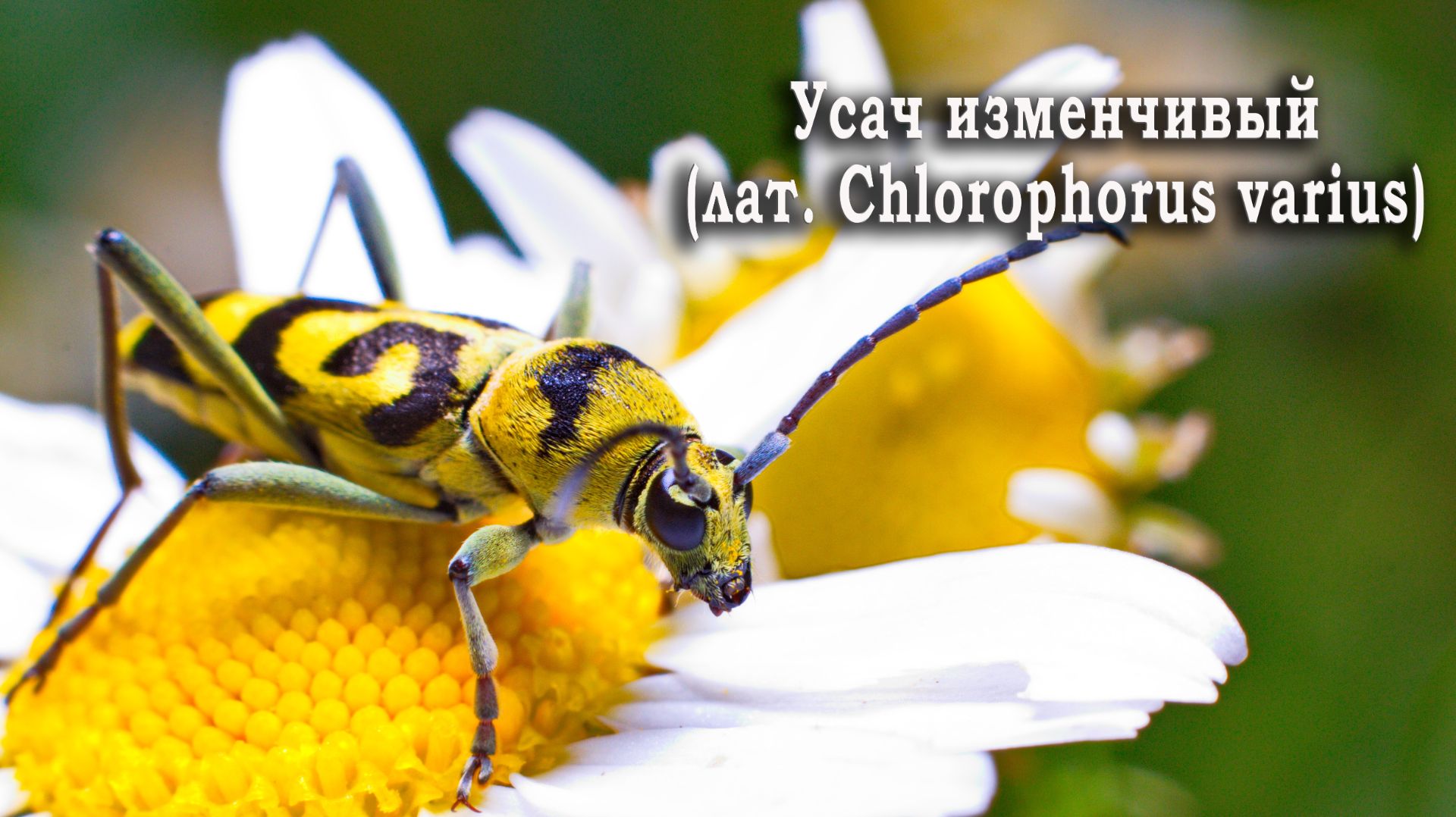 Усач изменчивый, или клит изменчивый (лат. Chlorophorus Varius)