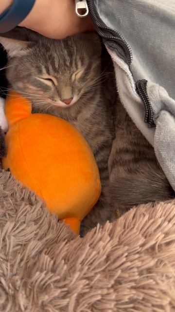 Милый котик 😺🐱прячется