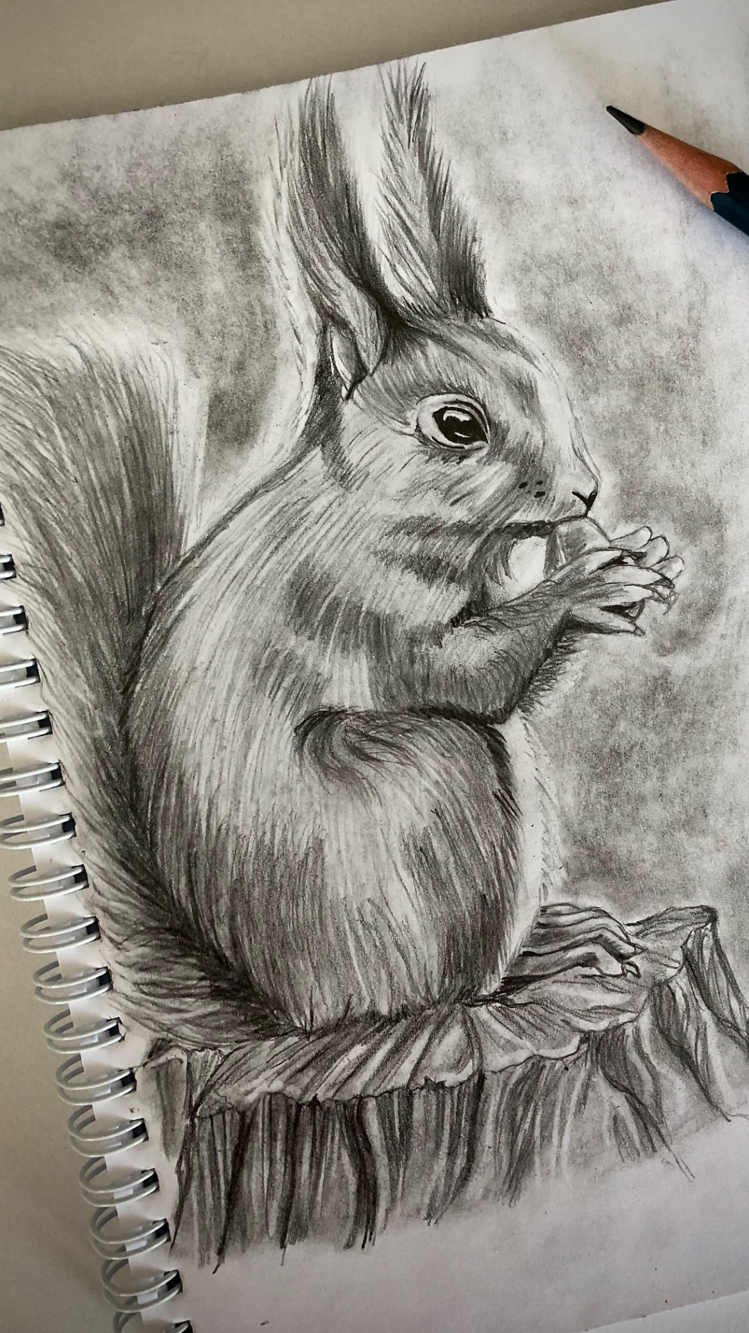 Sketch 🐿️  #рисунок