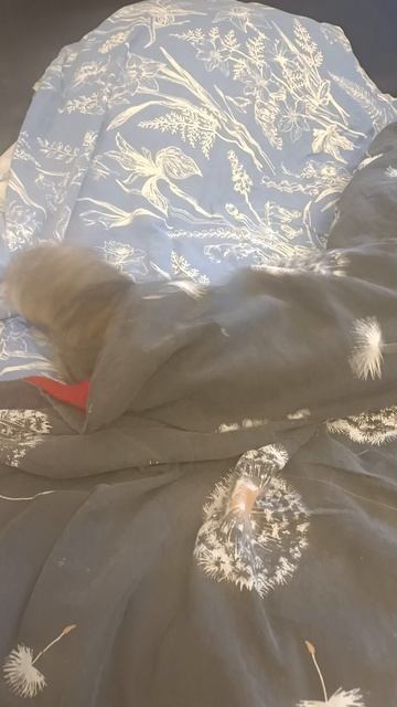 Пробуждение Мурзика