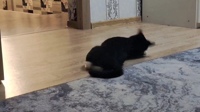 ВИДЕО ИЗ АРХИВА. МОИ ПИТОМЦЫ 🐶