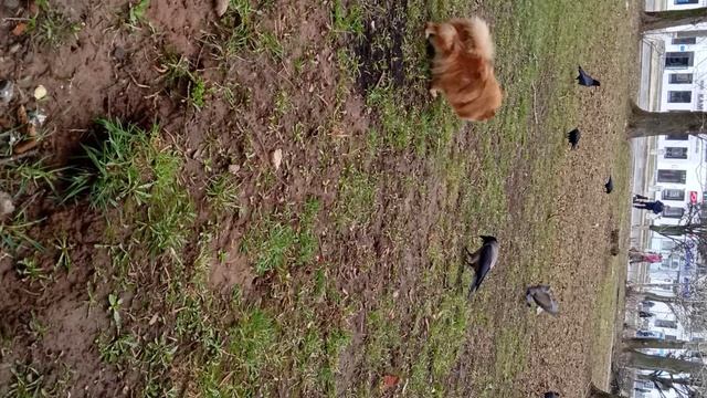 вороны кушают