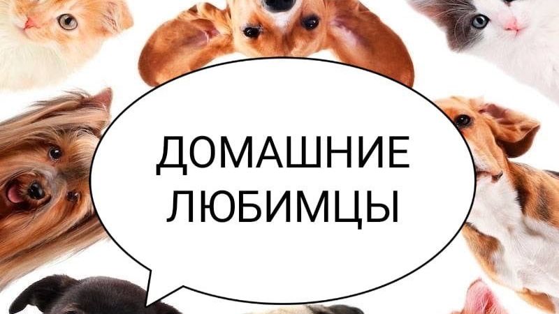 Домашние любимцы . Занятие от 31.03.2026. Педагог Дарченко Татьяна Олеговна