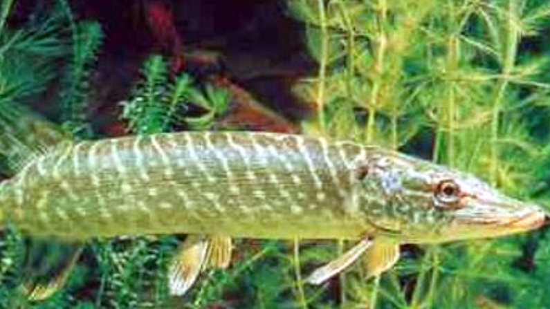 Нерест щуки