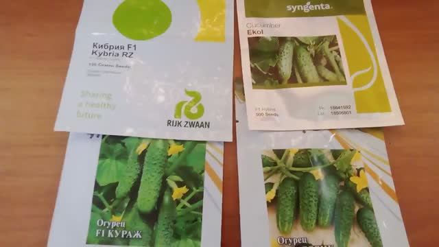 1 апреля 2026. Посадила угурцы.