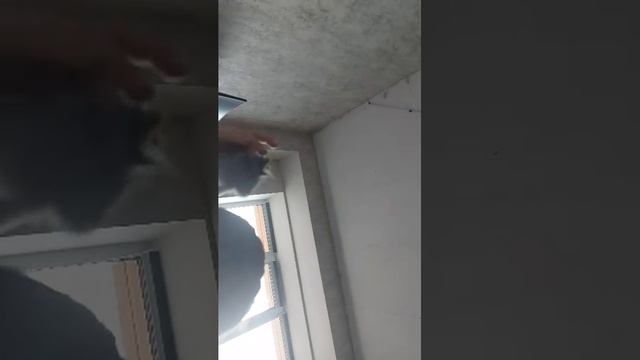 глажу кота за каждую подписку