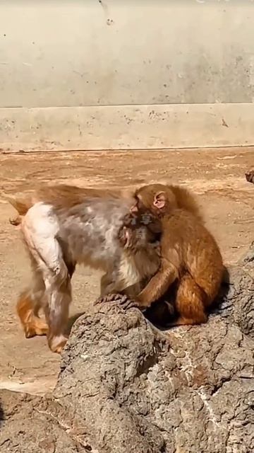 забавно за ними наблюдать...