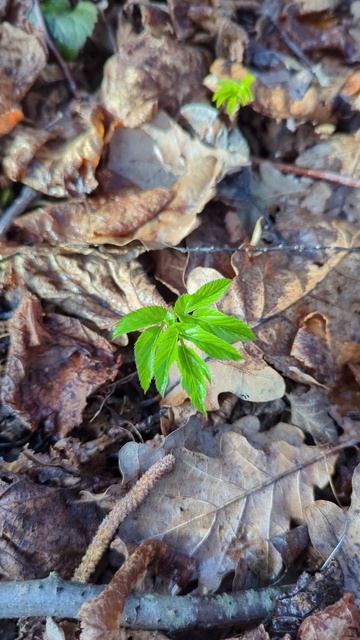 она от голода и для суставов