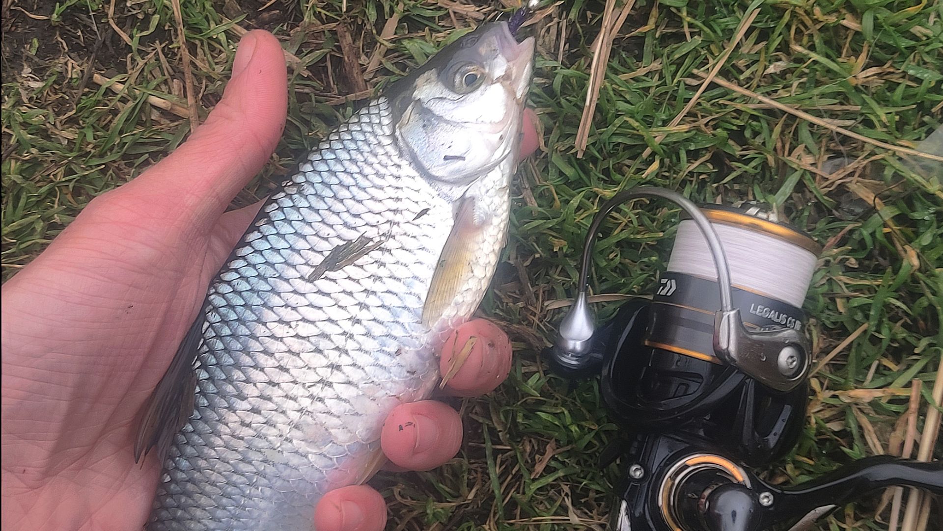 Рыба КЛЮËТ НА КАЖДОМ забросе на мормышку! 
Не реальный клёв!