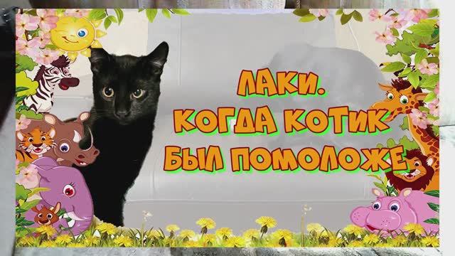 Лаки Когда котик был помоложе, а это было давно...