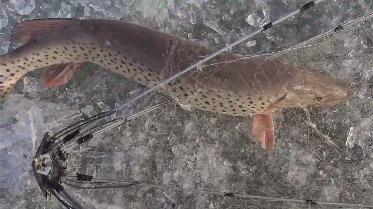 Ловля на ХАПУГУ. Нереально Гигантские Щуки. Лучшая Зимняя Рыбалка. Секретные Места на Амуре 2026