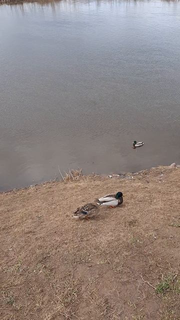 Утки Гуляки