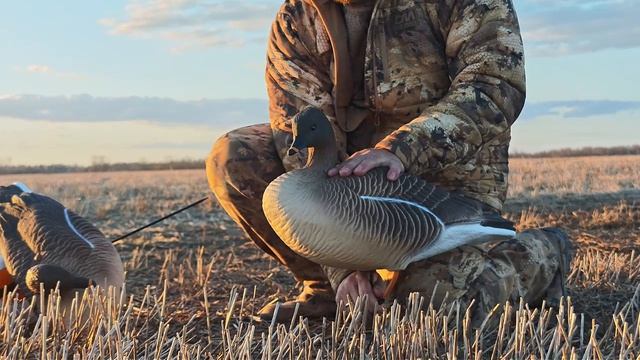 Чучела гуся гуменника Duck Mania 