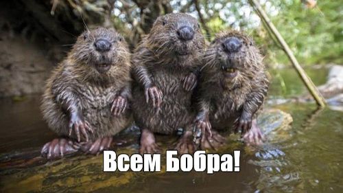 НИВА, бобер!