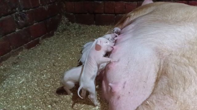 Мы с Боней справились😊