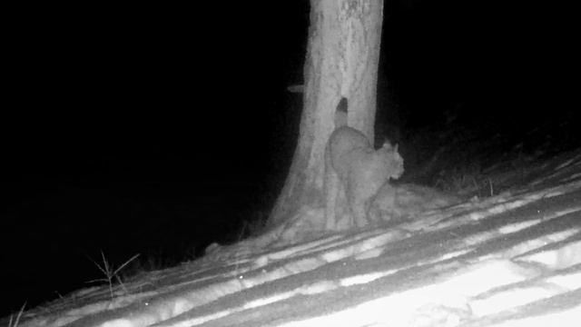 Ночная прогулка грациозной рыси