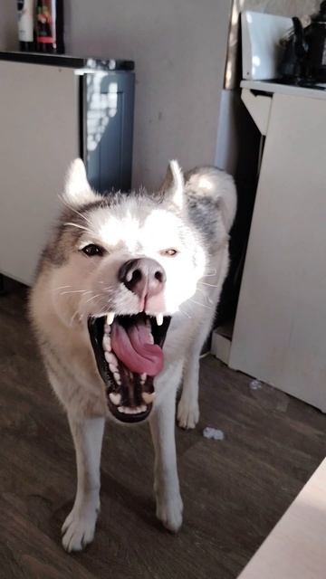 Хаски Джек после тихого часа