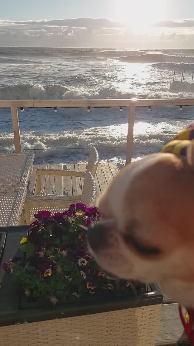 #ЧихуахуаРеди❤️ШТОРМ