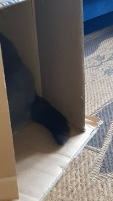 Моя коробка,хочу -зайду,хочу-выйду.