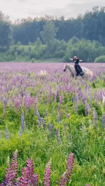 Люпиновые поля