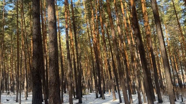 Прогулка по ещё заснеженному весеннему лесу