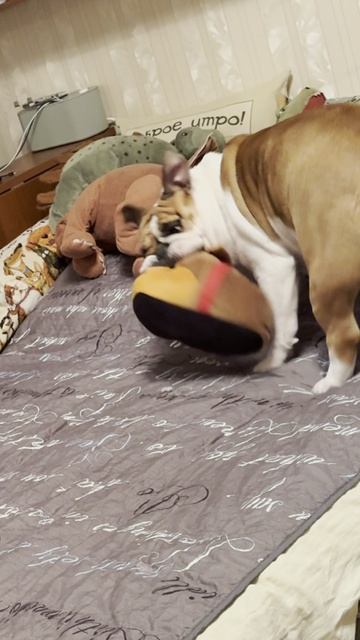 Игра с бульдожкой