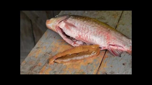 Рыба, как знания от подсознания. 05.04.26.