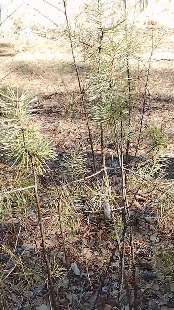 Прозрачные хвоинки