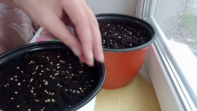 Сажаю помидоры. семена 