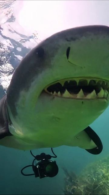 Шокирующая встреча с акулой под водой! #акулы #подводнаясъемка #приключения