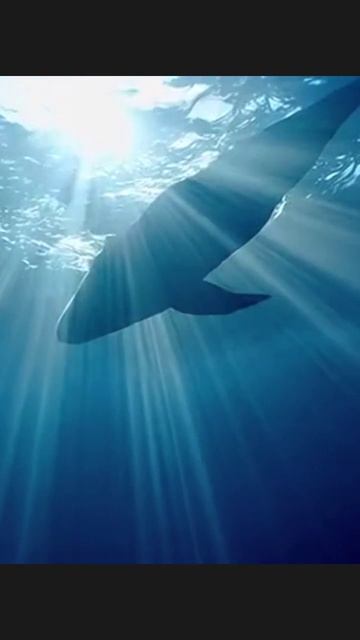 #кит #природа #море #животные