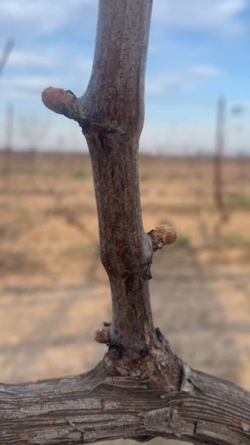 Лови момент: стадия 