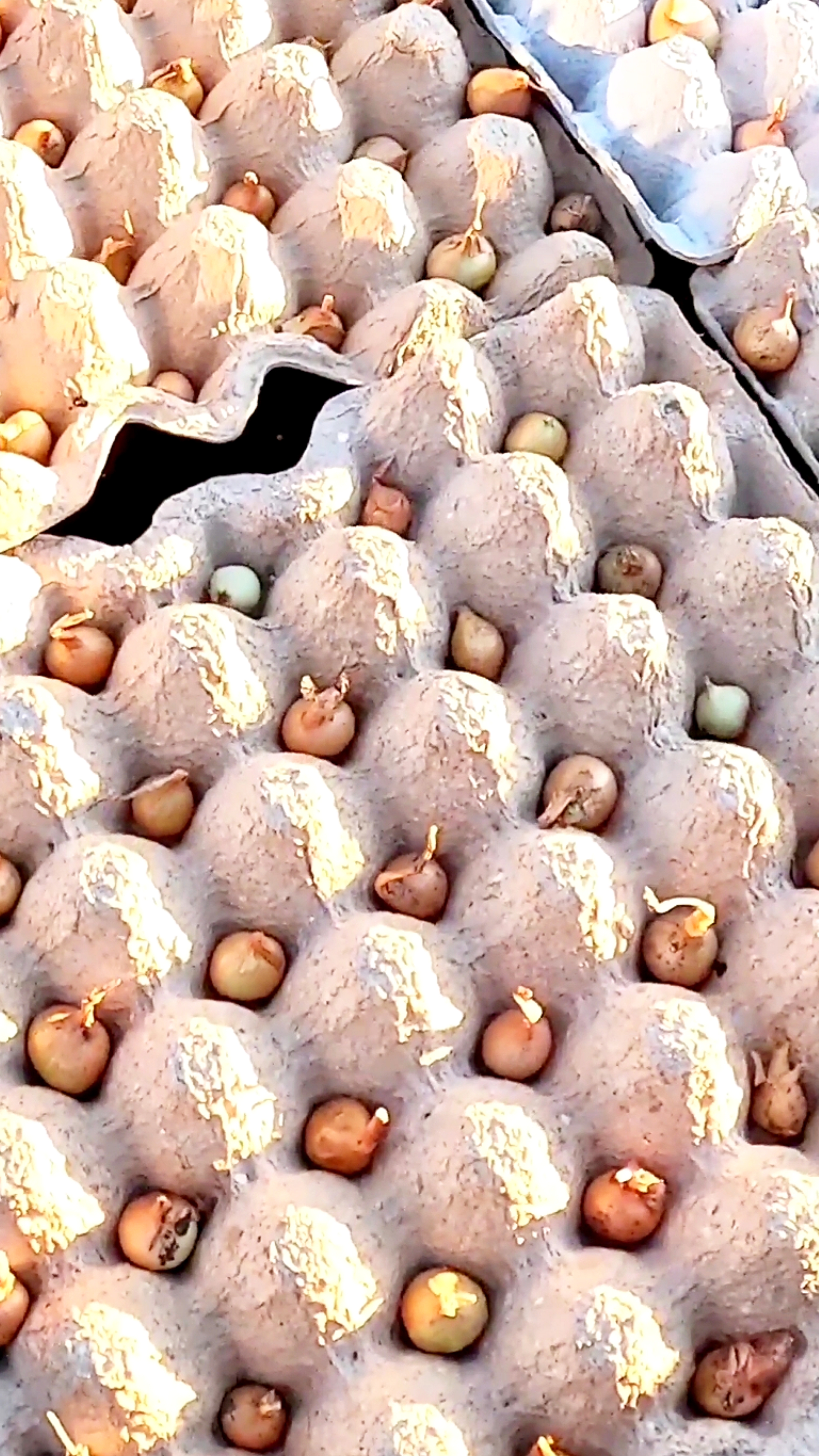 Посадка лука за 5 минут.