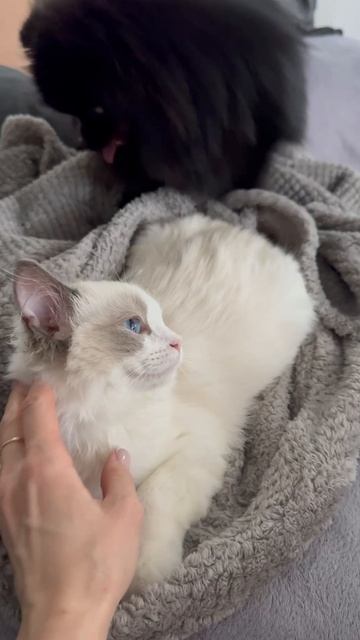 Рэгдолл Лилушка