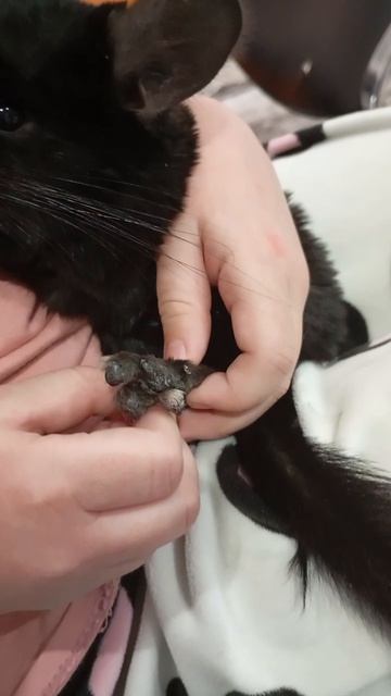 3 КЛИП АГАТЫ