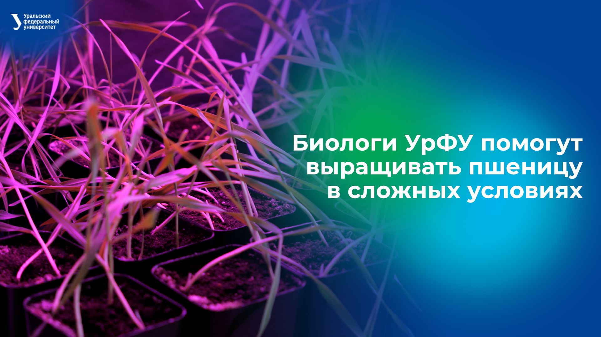 Биологи УрФУ помогут выращивать пшеницу в сложных условиях