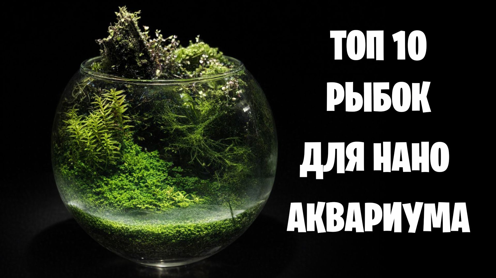 ТОП 10 РЫБОК ДЛЯ САМОГО МАЛЕНЬКОГО АКВАРИУМА