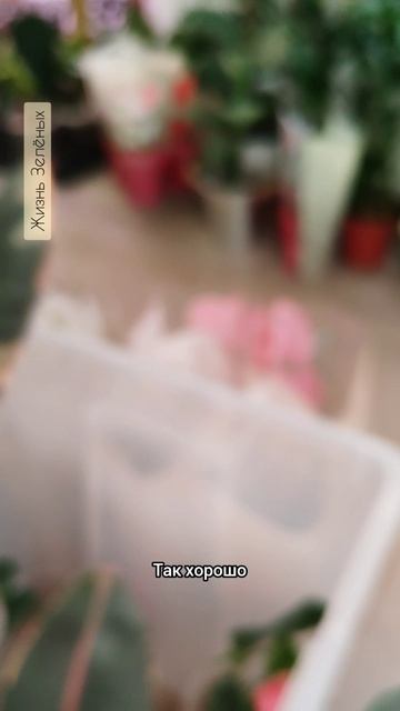 Как быстро укоренить черенок фикуса?