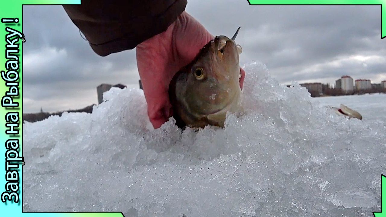 Те самые - Окуни / Воронеж Водохранилище / Весна 2026 / Рыбалка со льда