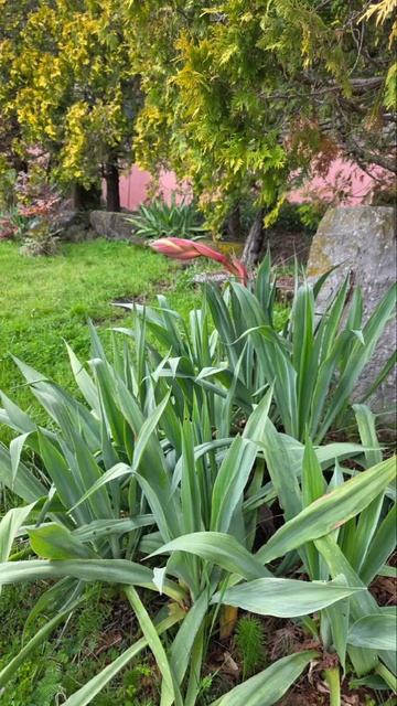 Покажу сочные краски юга 🌴🌲


Пока там дома дожди и ветра, у меня тут такая красотища...