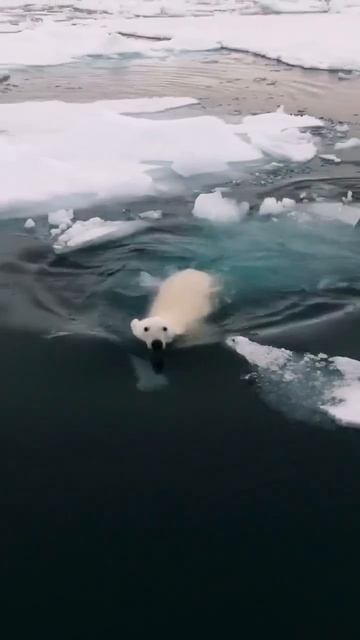 белый медведь
#медведь #милота #животные #топ #рек #природа