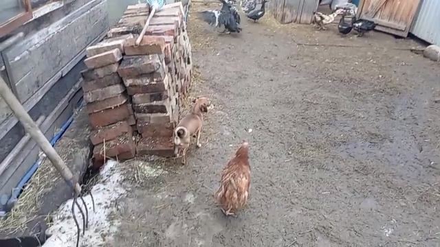 покормила птицу, делаю куличи