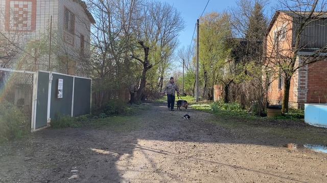 Немецкая овчарка 7 месяцев  Тайга! Будни дрессировки! Отработка команды ко мне!