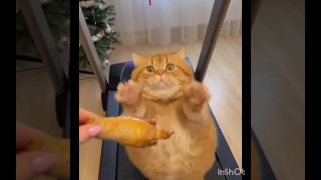 🤣анекдоты от Киры 🤣