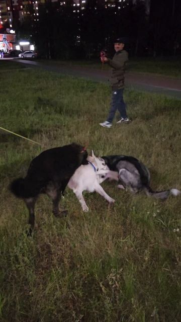 Собачья Куча-Мала)) #русскийвольфхунд #собаки #щенки #животное #новое #милота #любимые