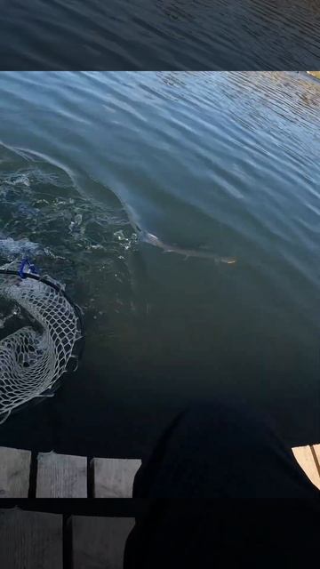 Scissor Comb - JACKALL!  Troutist X - NORSTREAM #norstream   #fishing #рыбалка